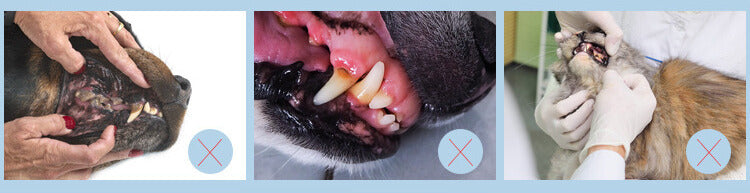 Green Meadow Pet Dental Care Set: Complete Oral Hygiene for Your Furry Friends!